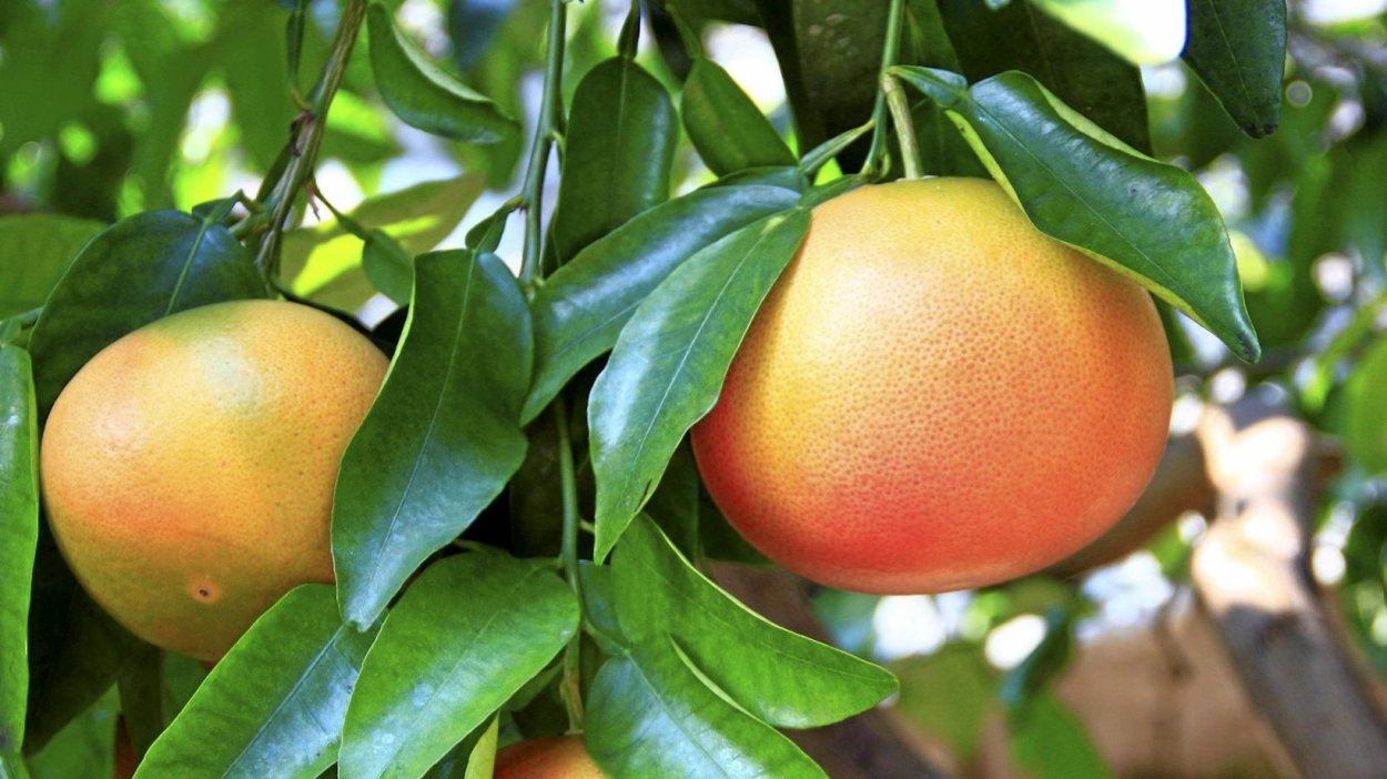 Апельсин (Citrus sinensis)