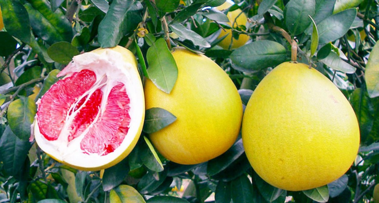 Цитрус помело