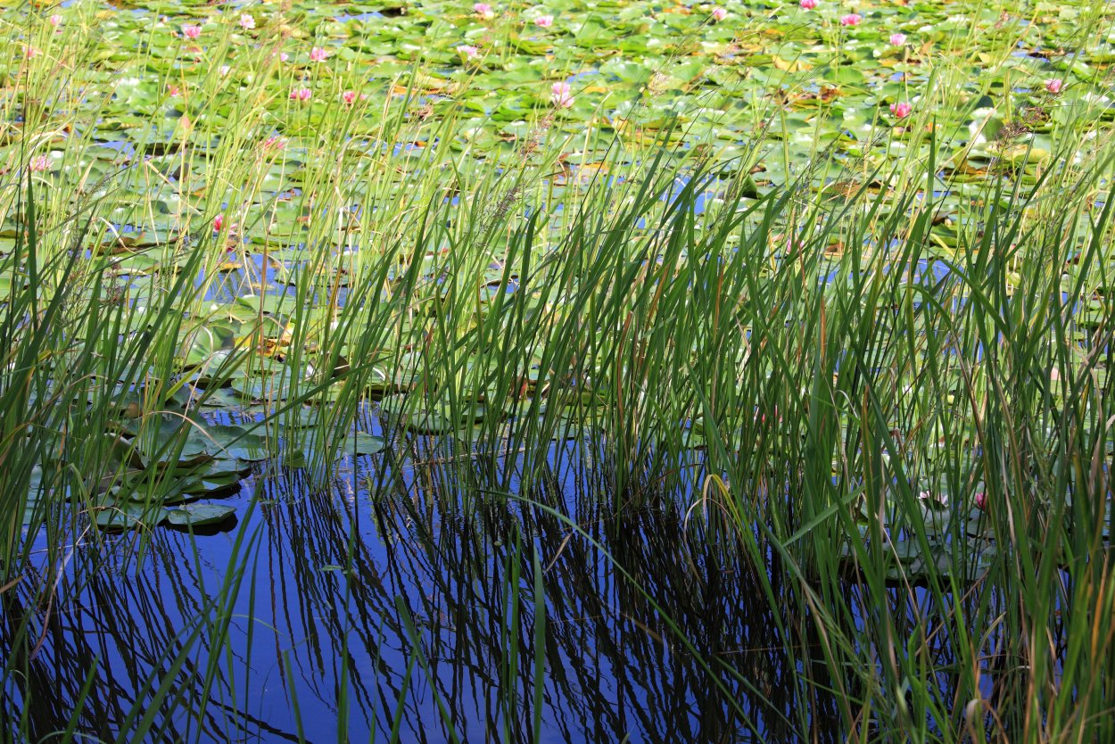 Болото для детей