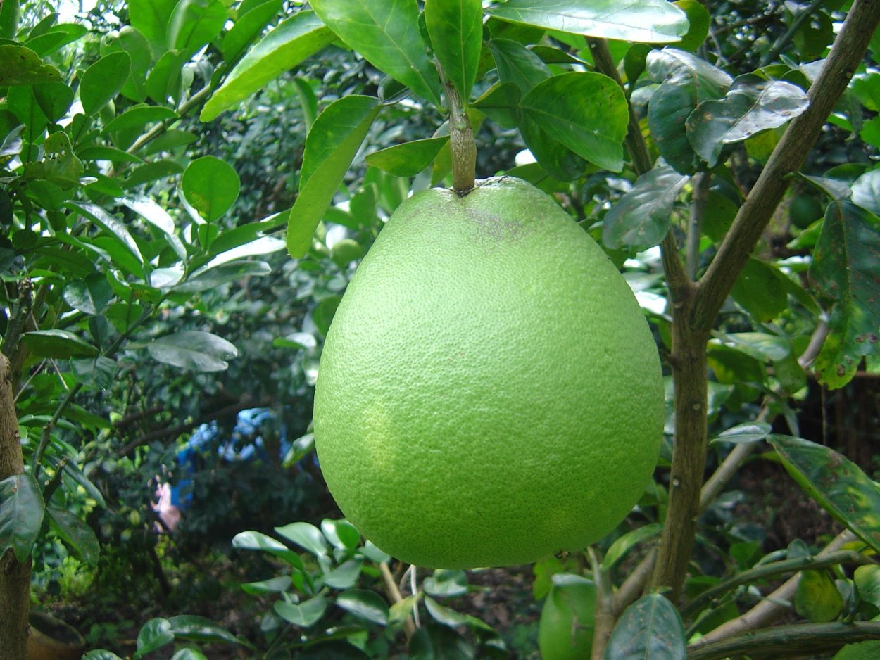 Цитрус мандарин Mandarine