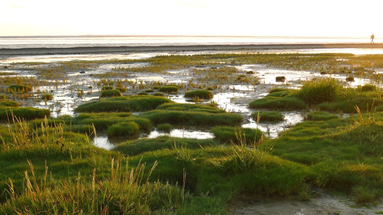 Растение пресного водоёма Лотос