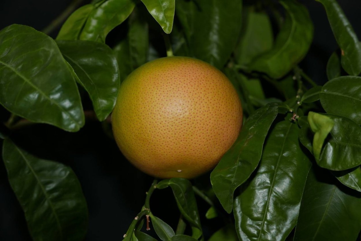 Флоридский грейпфрут