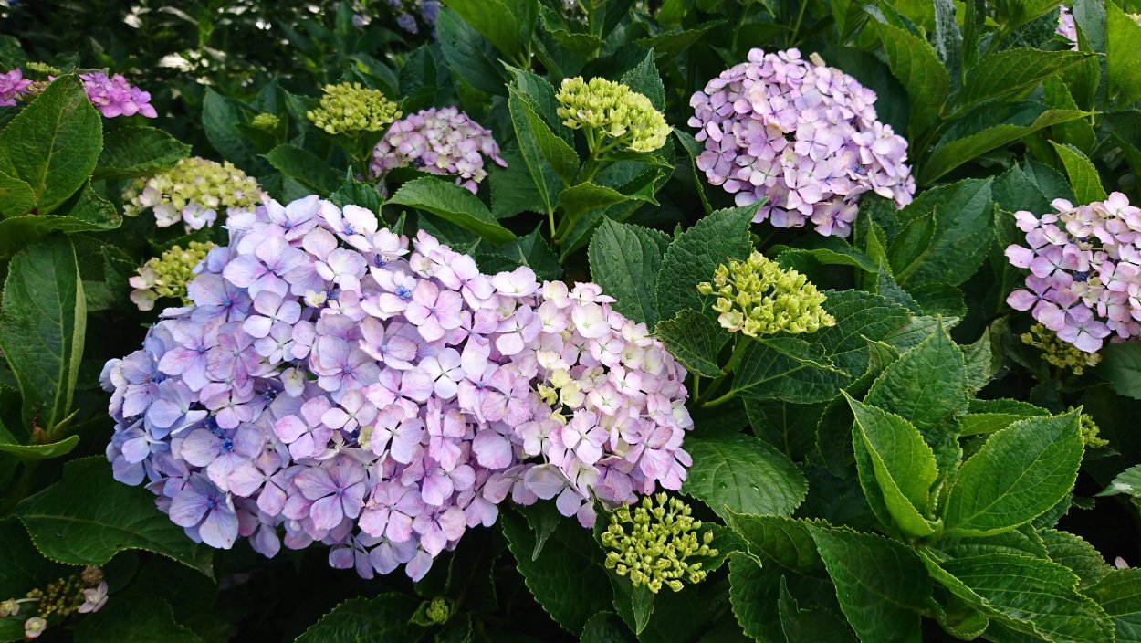 Гортензия метельчатая грандифлора