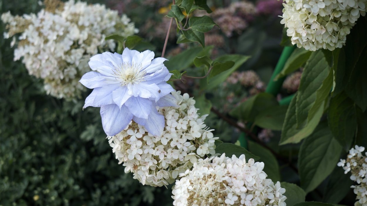 Клематис Жасмин