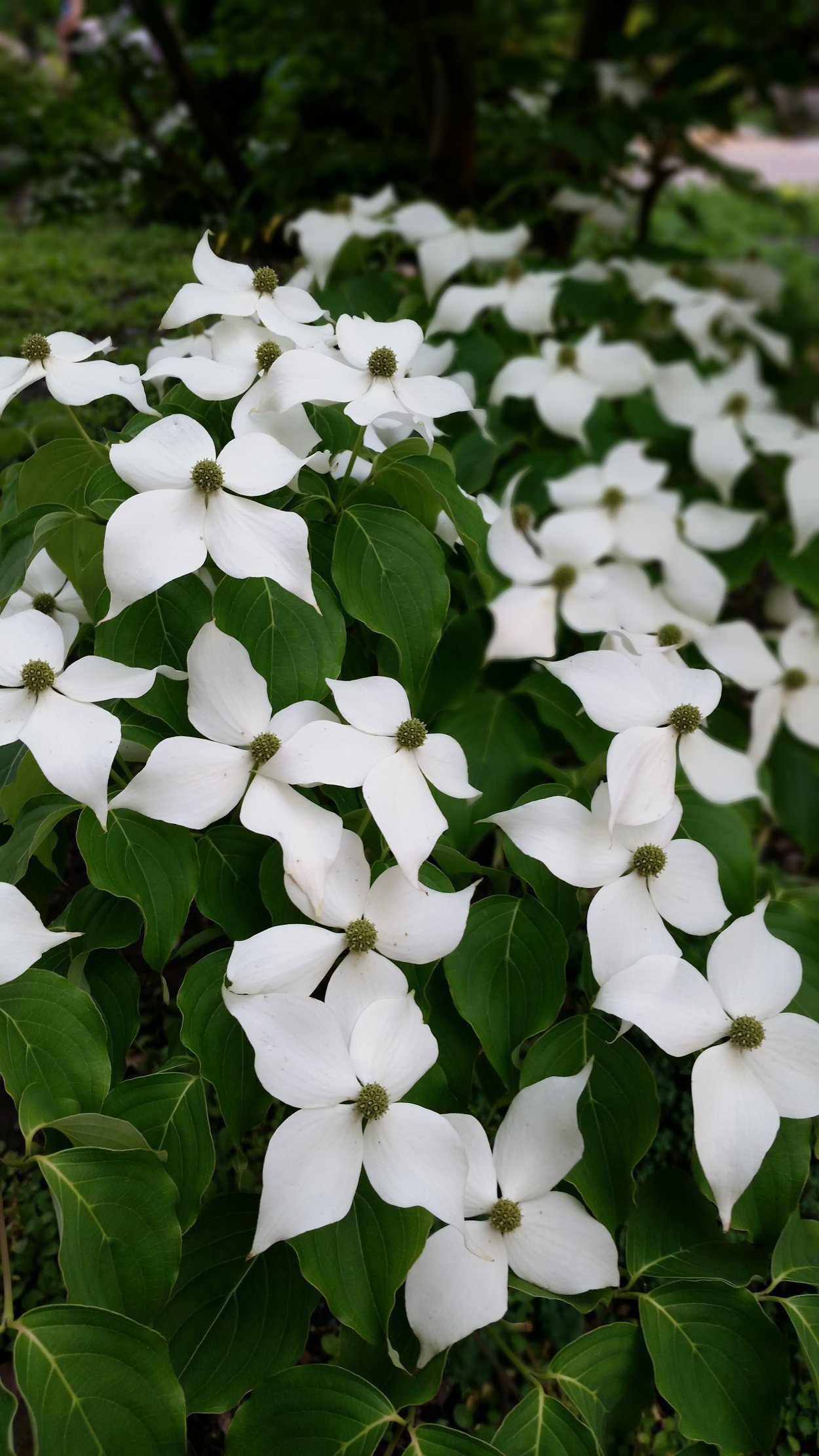 Гортензия Жасминовая цветок