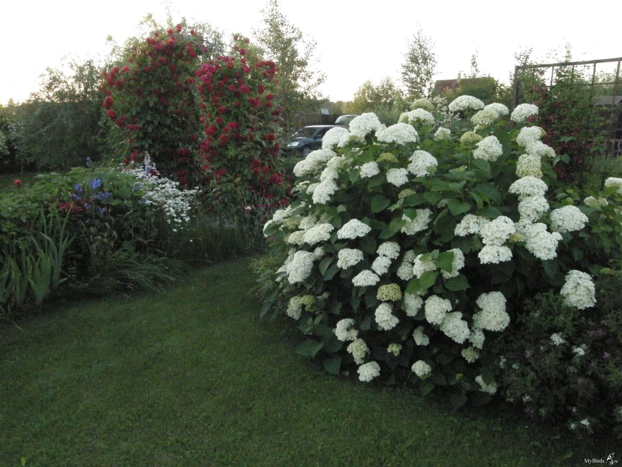 Гортензия спирея чубушник