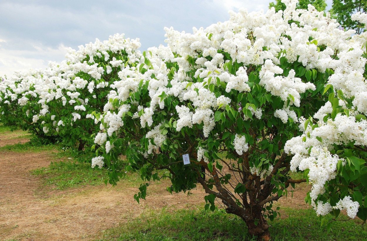 Сирень жозифлекса Агнес Смит