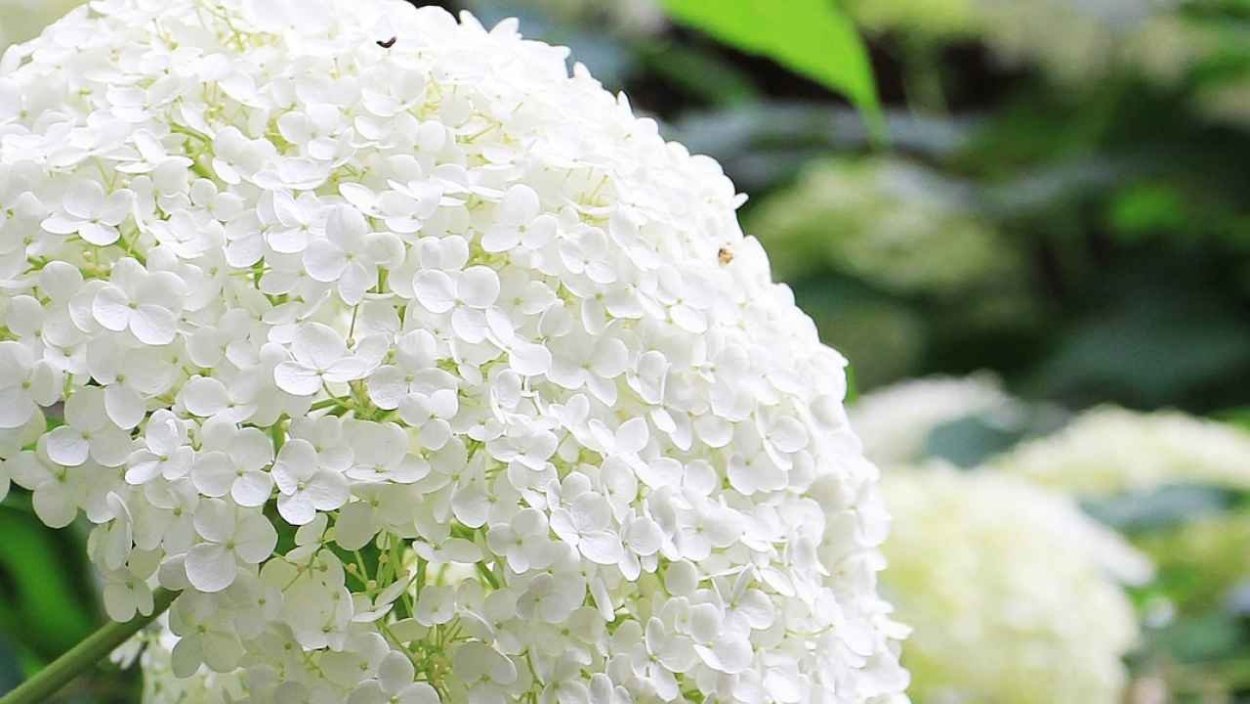 Гортензия Вайт Даймонд