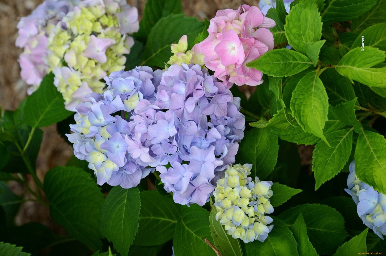 Гортензия Камелия