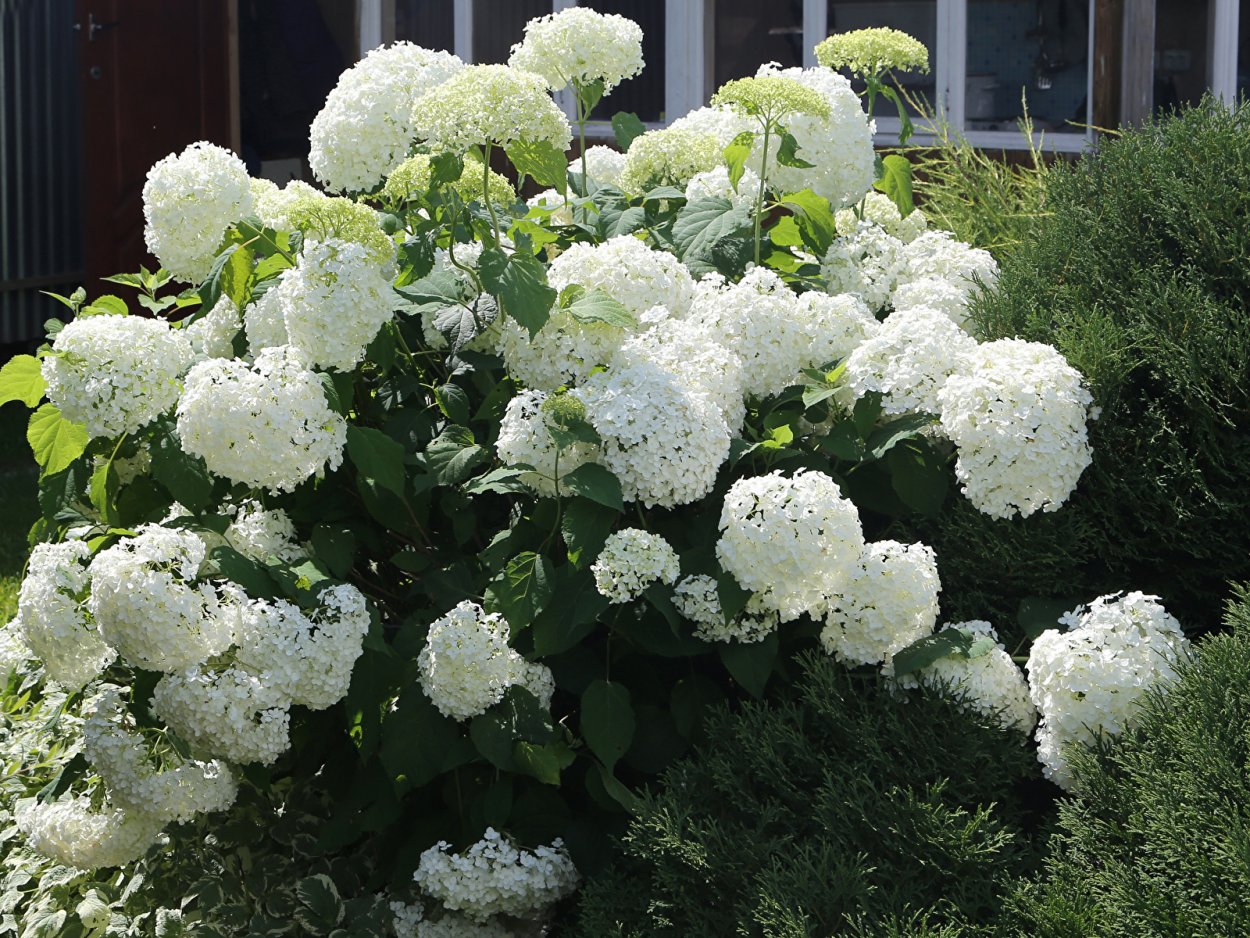 Гортензия Анабель голубая