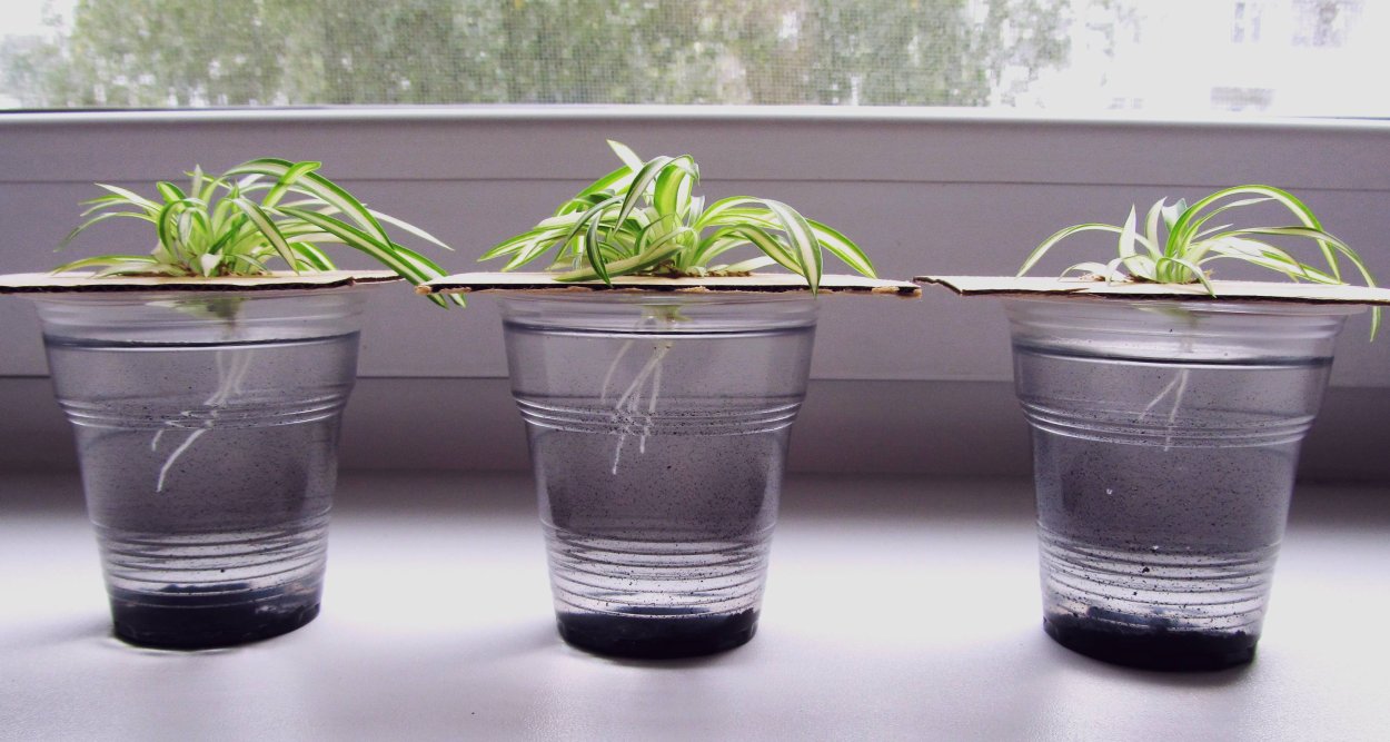 Хлорофитум черенок