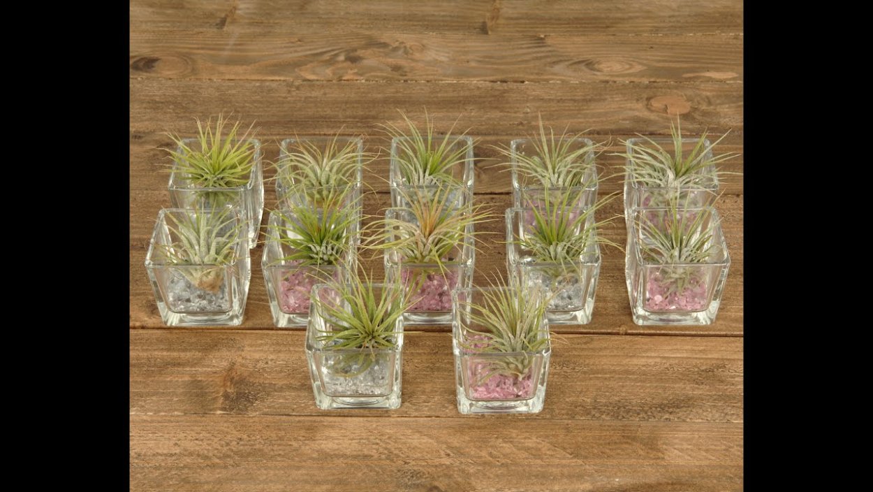 Тилландсия без земли