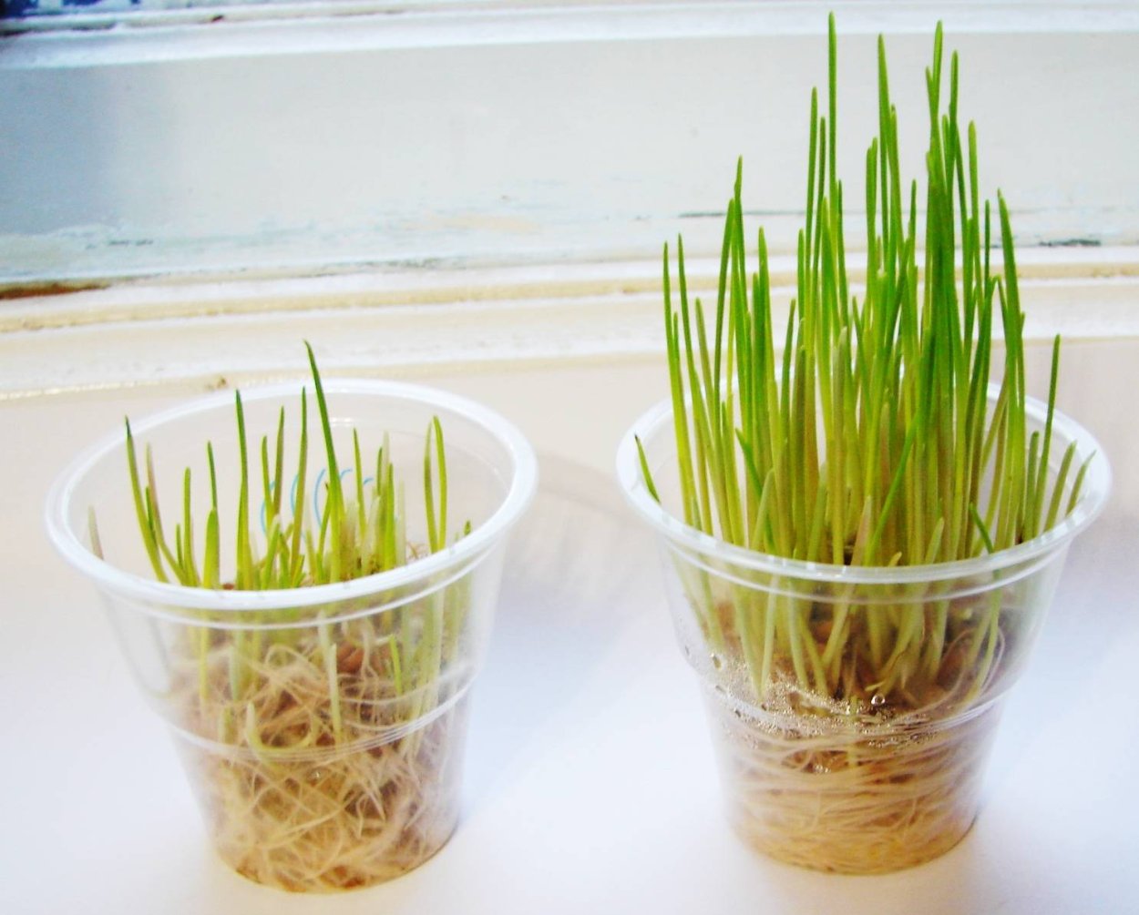 Пророщенная микрозелень