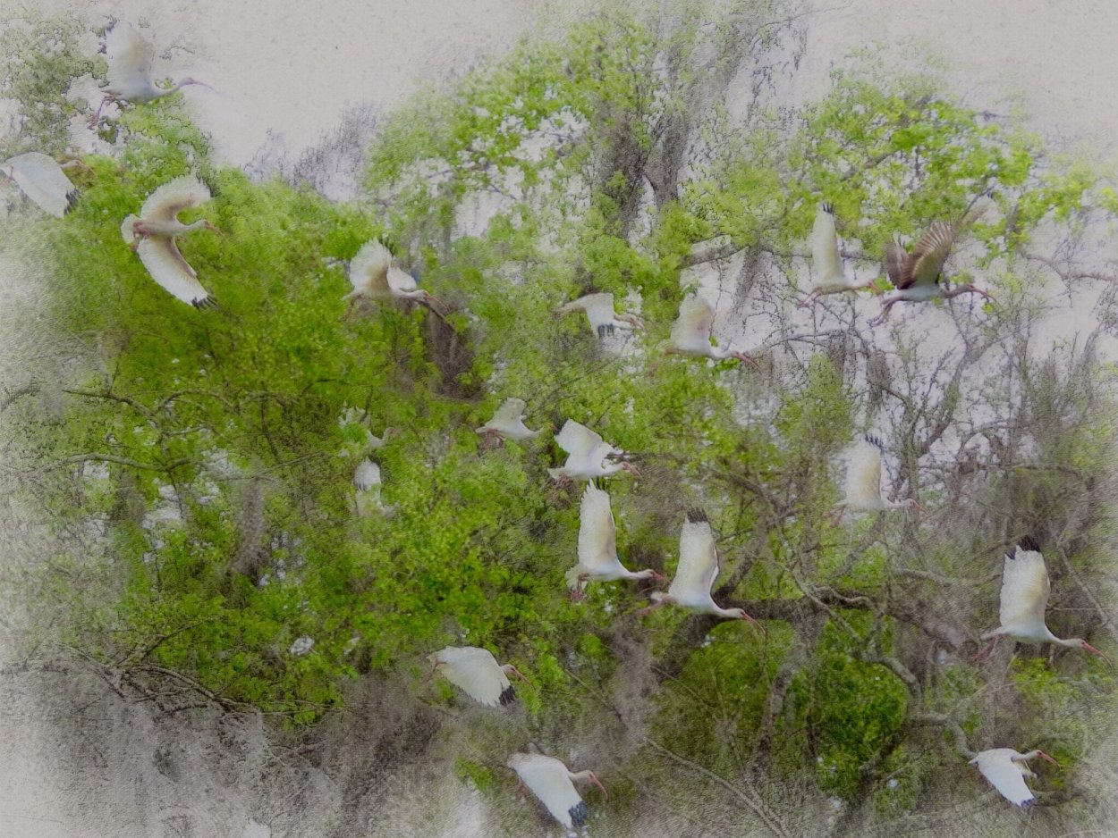 Растения без земли в воздухе