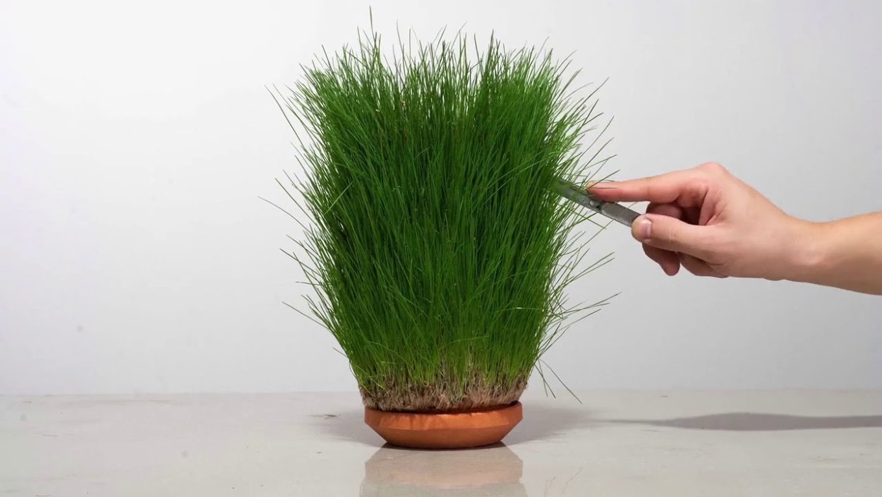 Растения без почвы без корней