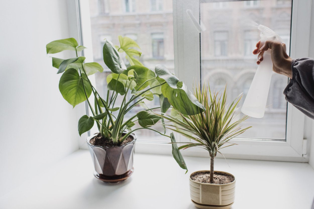 Комнатные растения Эстетика горшки