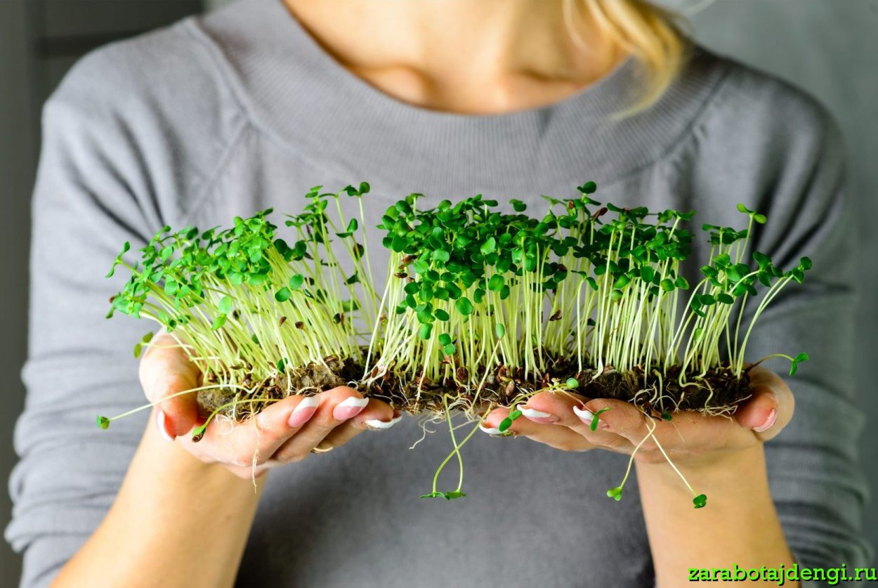 Сити ферма микрозелень