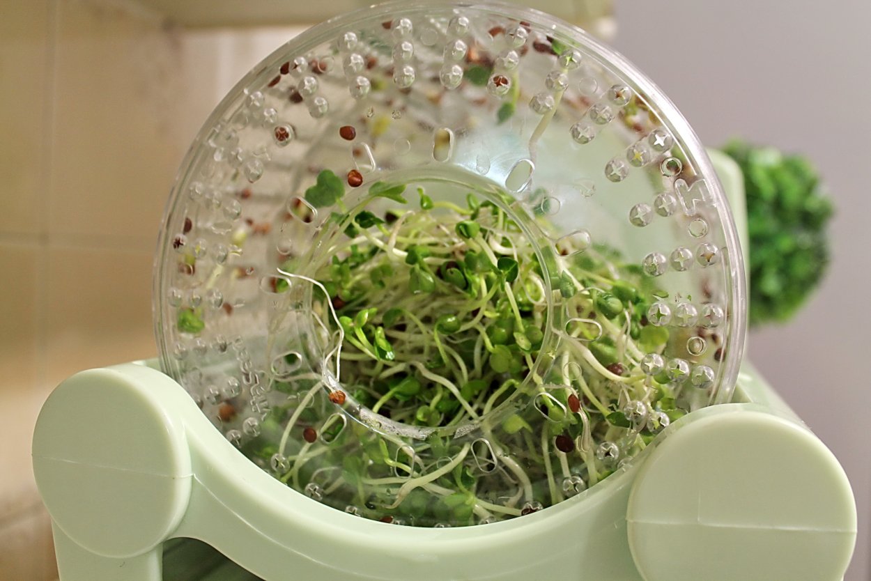 Пророщенный овес