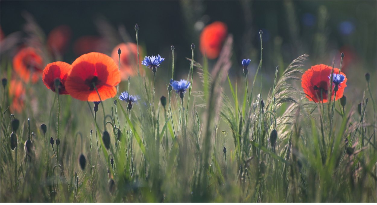 Пейзаж маки васильки