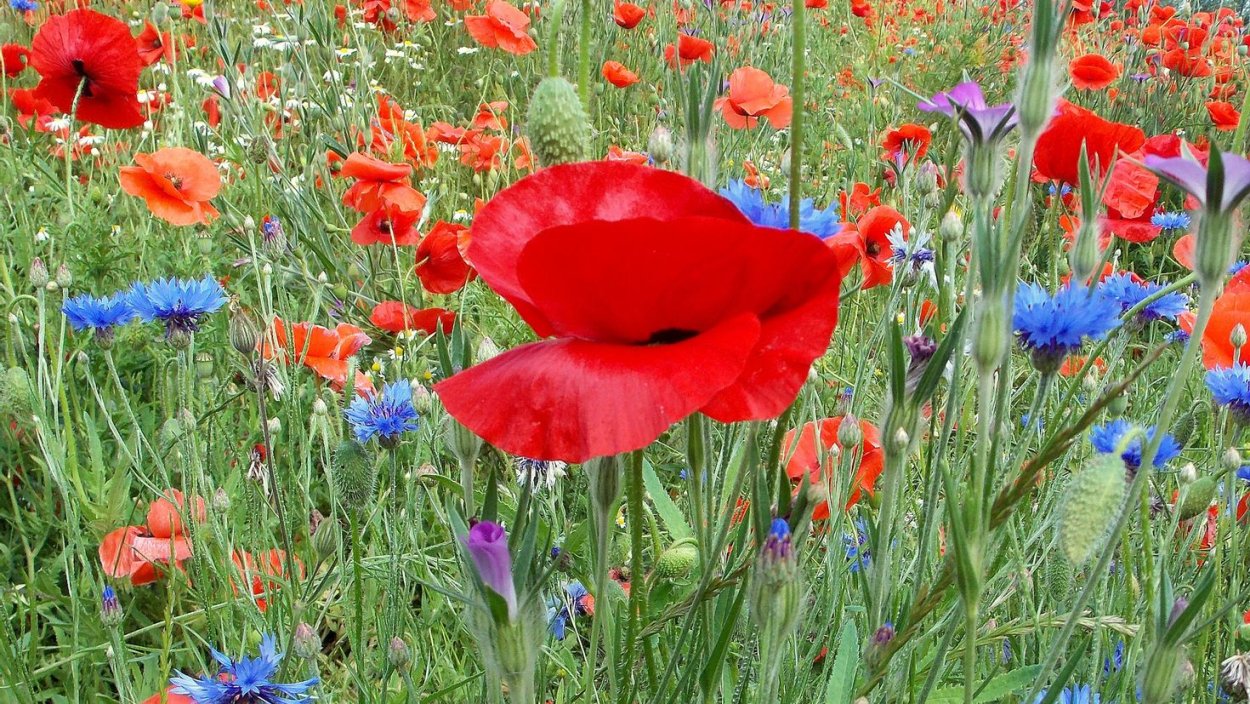 Маки и васильки