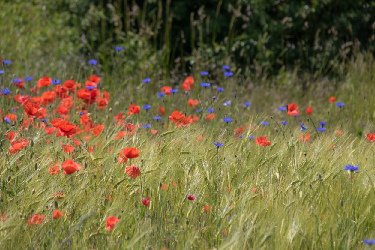 Флора Хоринские степи Мак