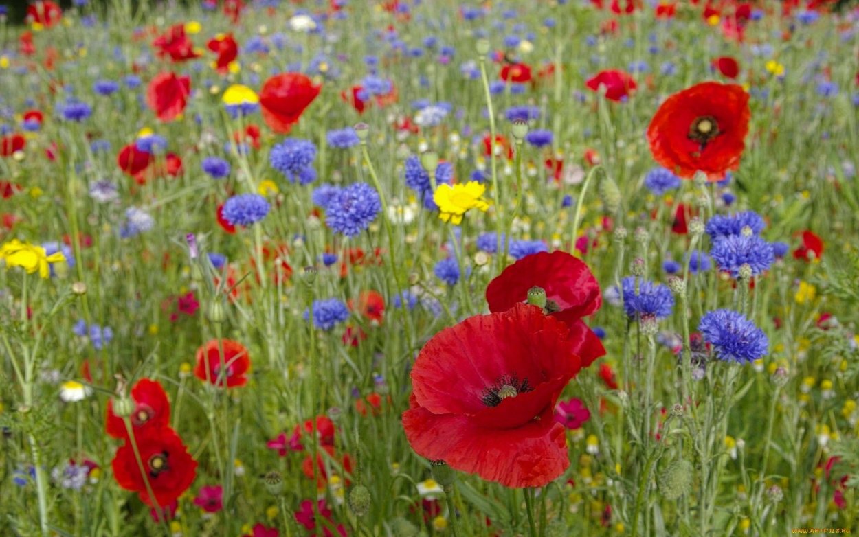 Луговые цветы васильки и маки