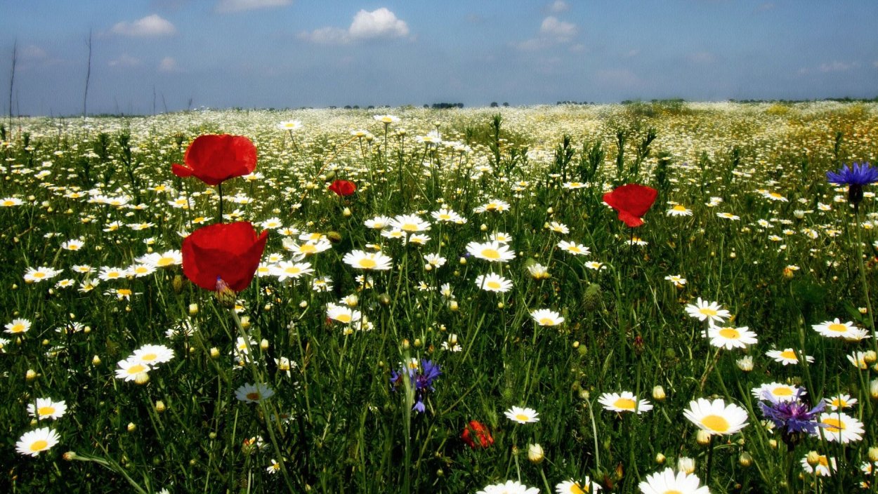 Поле с полевыми цветами и небо