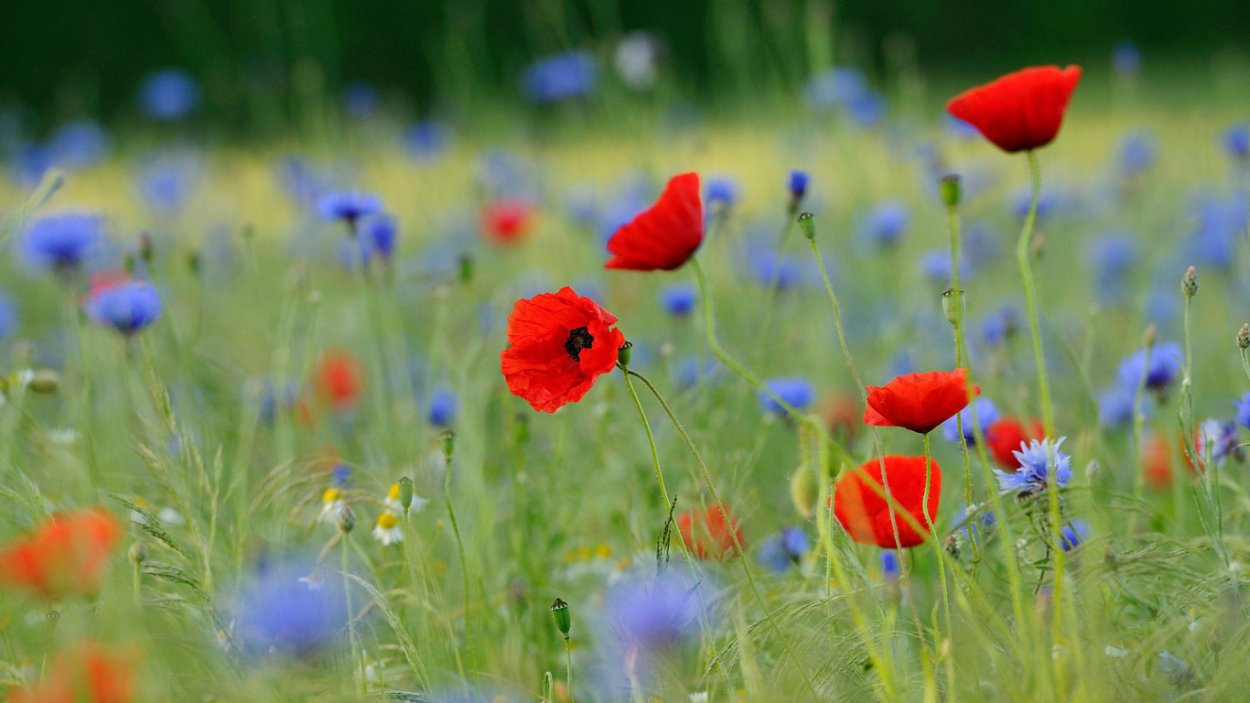 Обои на рабочий стол маки и васильки