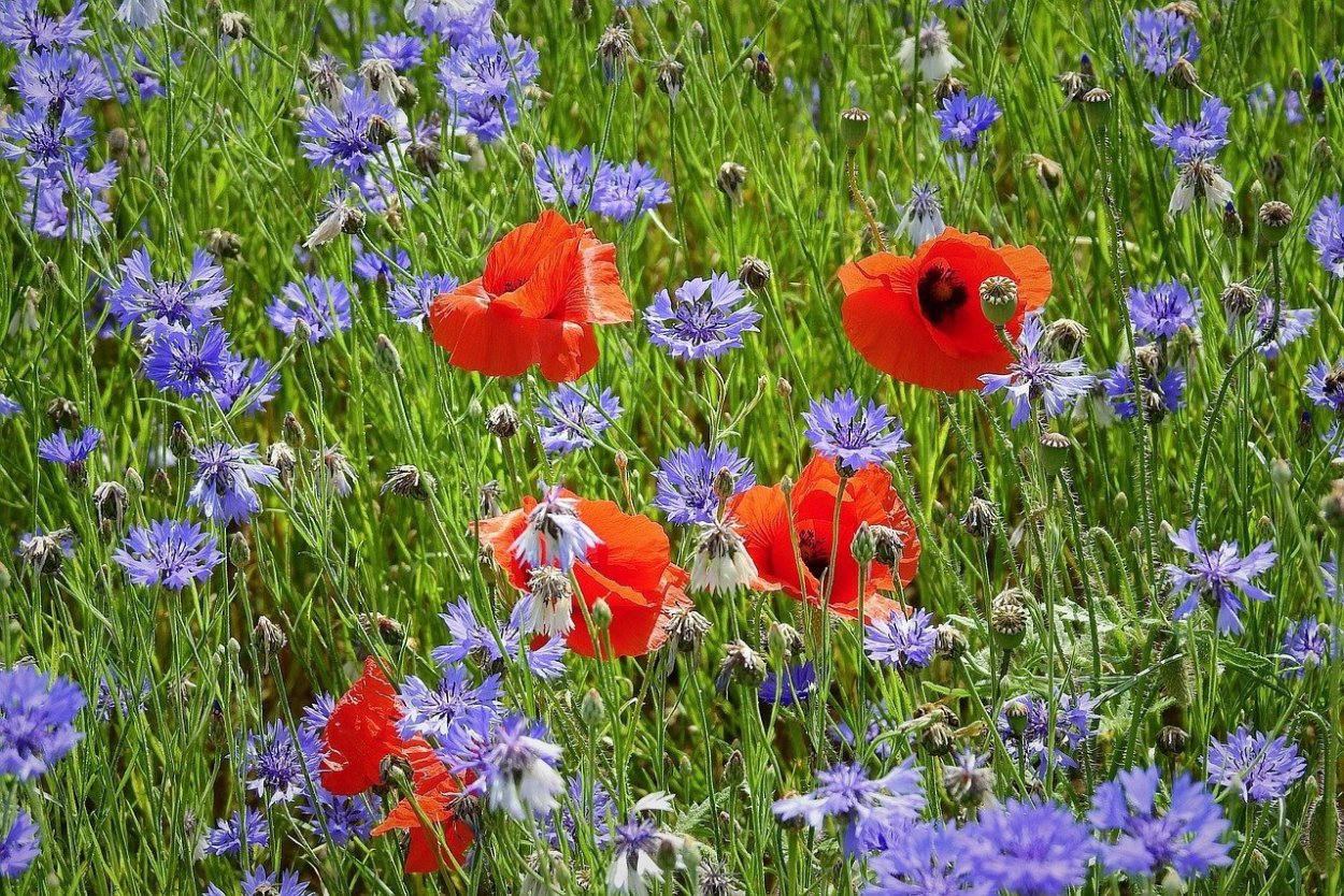 Маковое и Васильковое поле