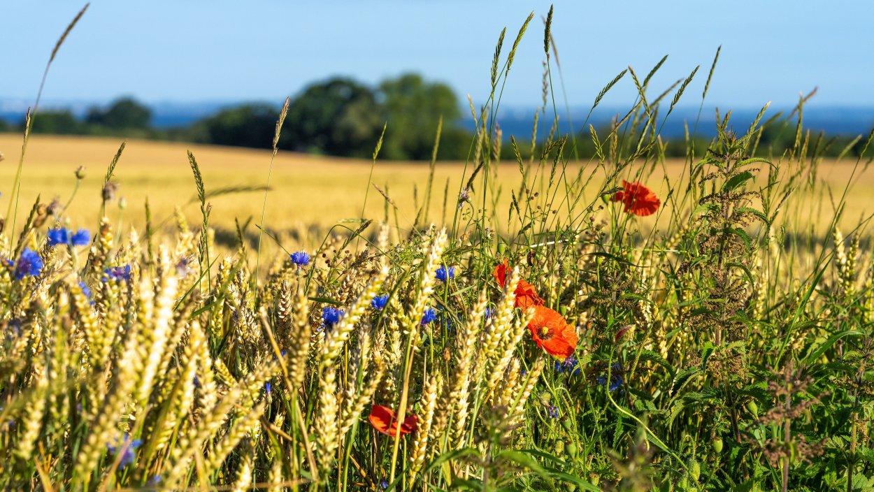 Пшеничное поле