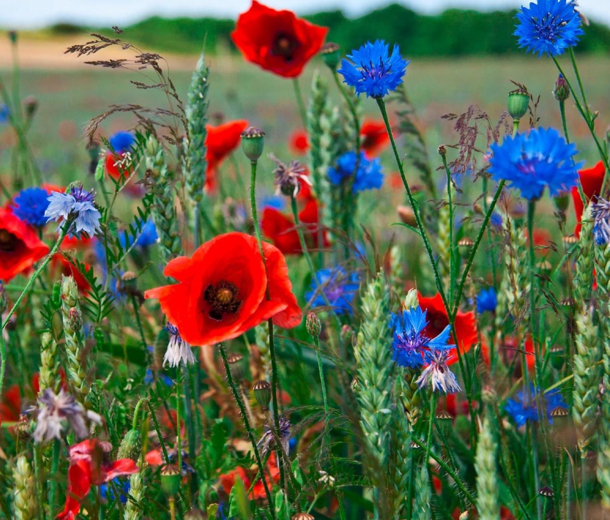 Маки васильки колоски