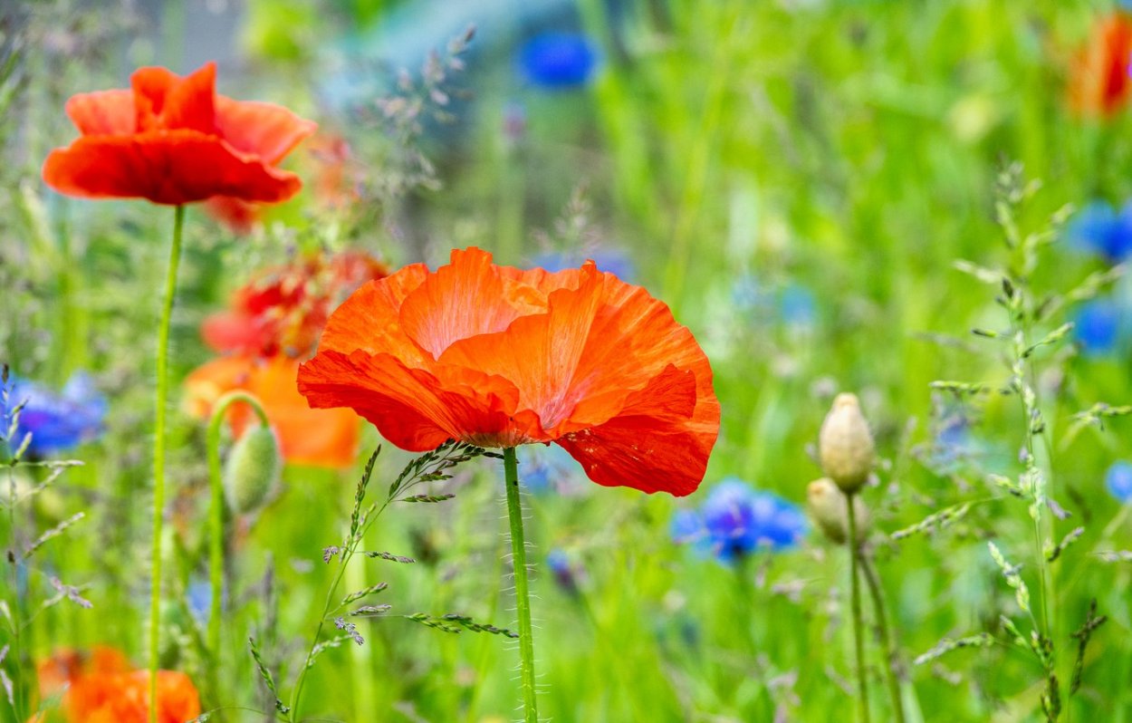 Обои на рабочий стол маки и васильки