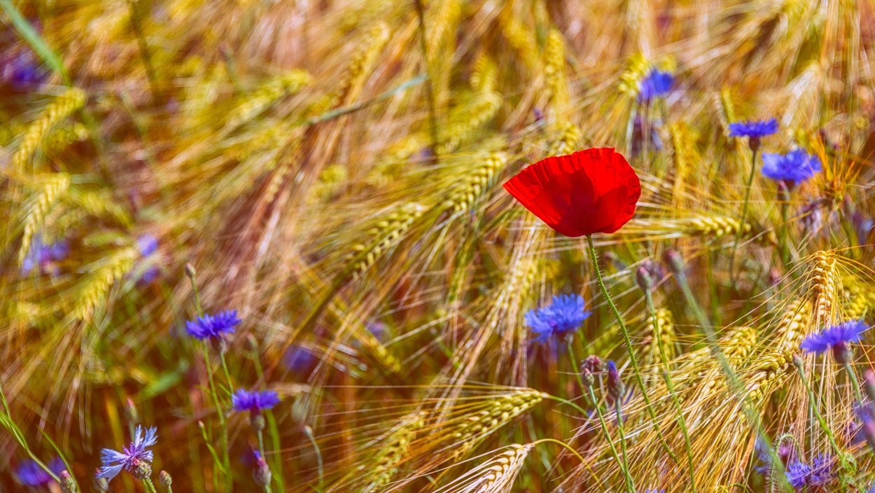 Поле рожь васильки и маки