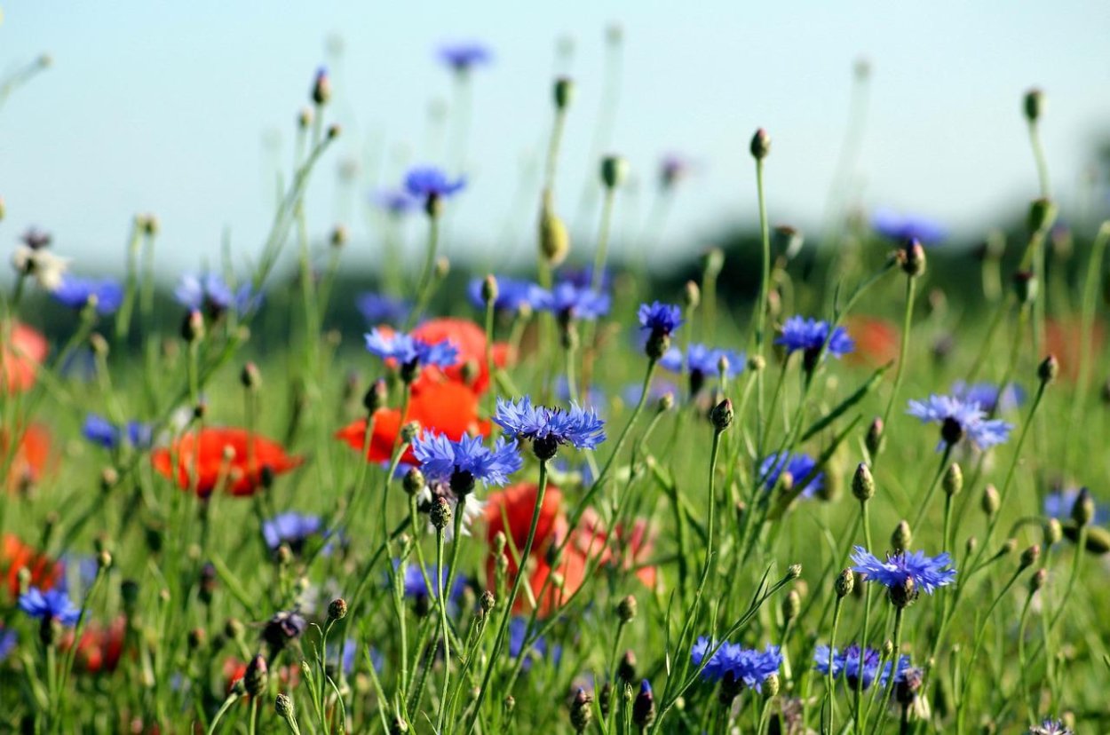 Маки с васильками на поле