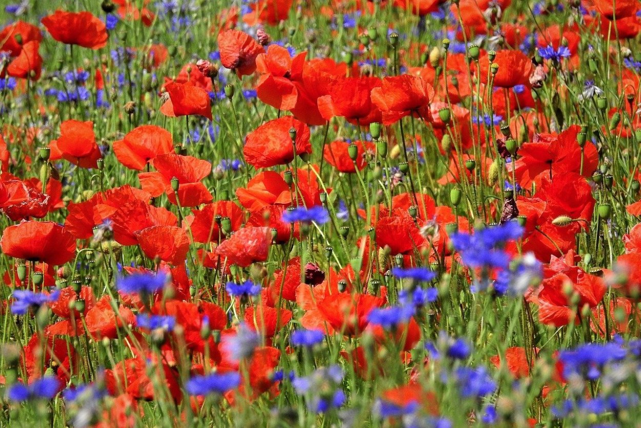 Маки и васильки