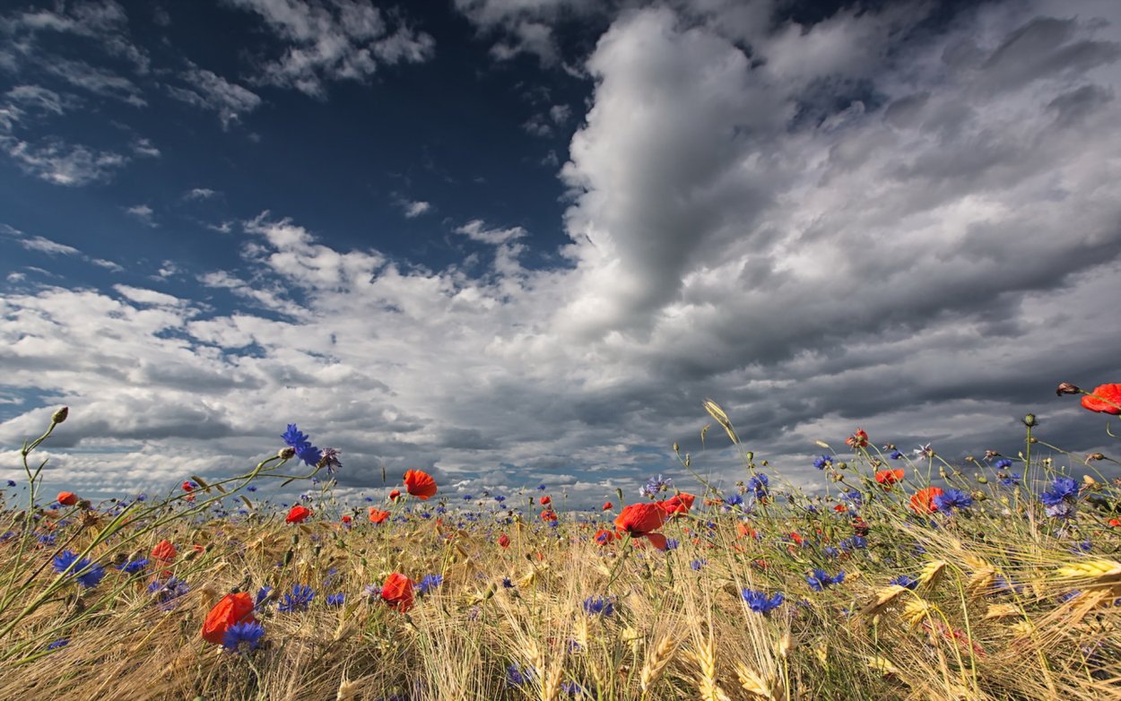 Поле рожь васильки и маки