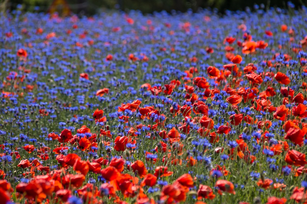 Цветочная Поляна