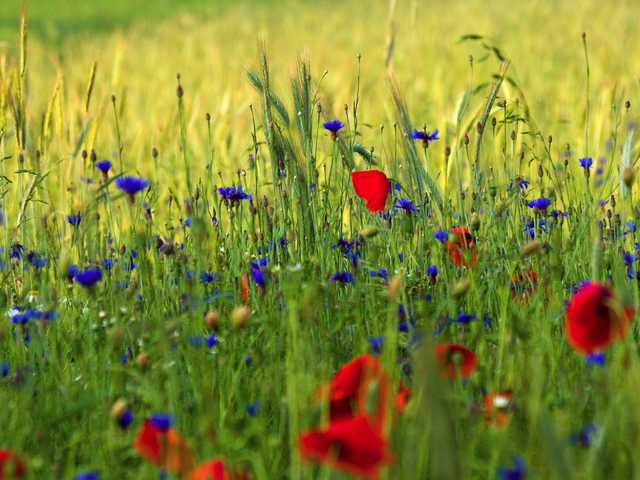 Поле с травами и цветами