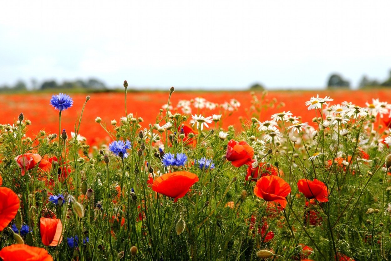 Пшеничное поле с маками и васильками