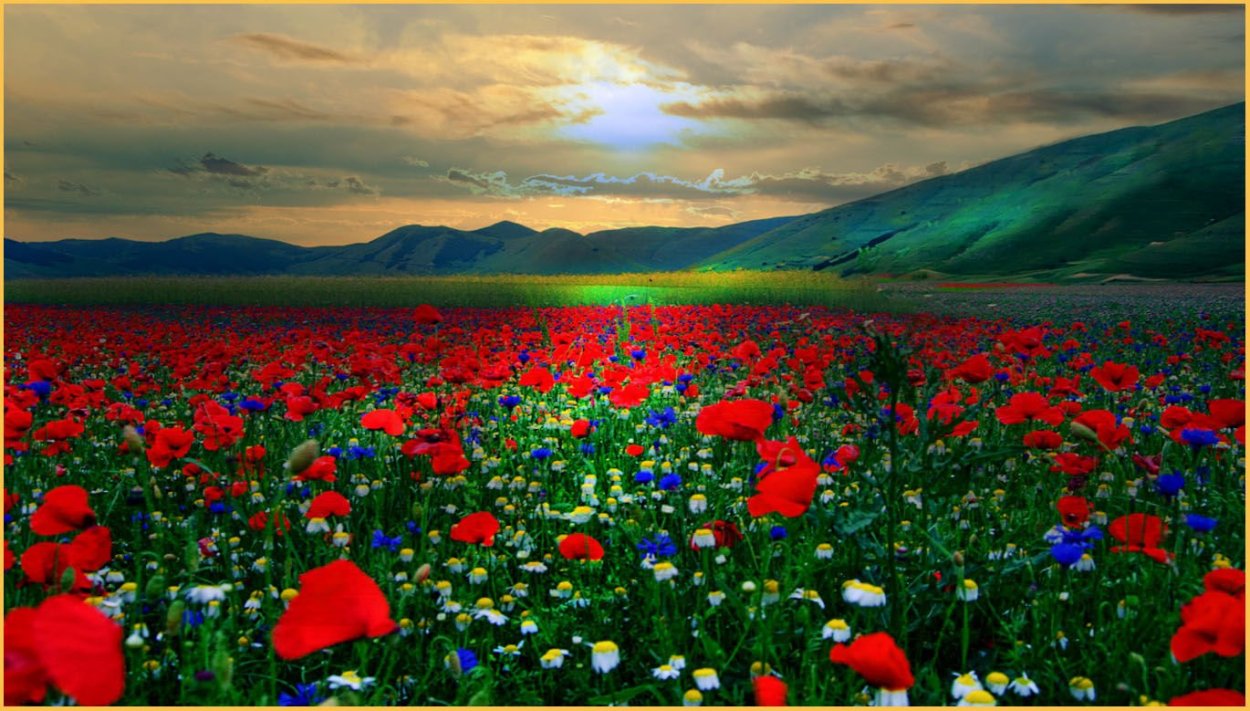 Поле маков и ромашек