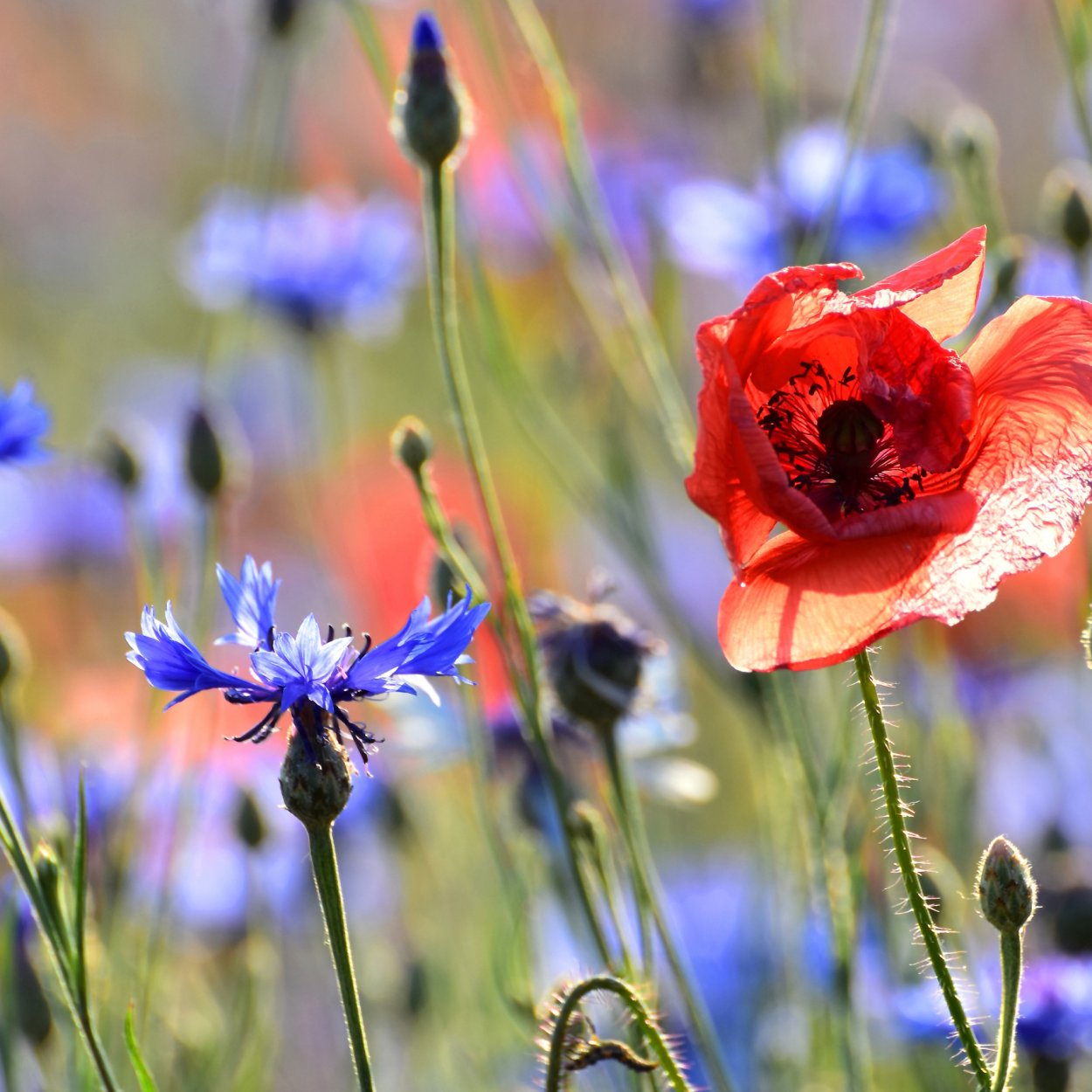 Мак и Василек