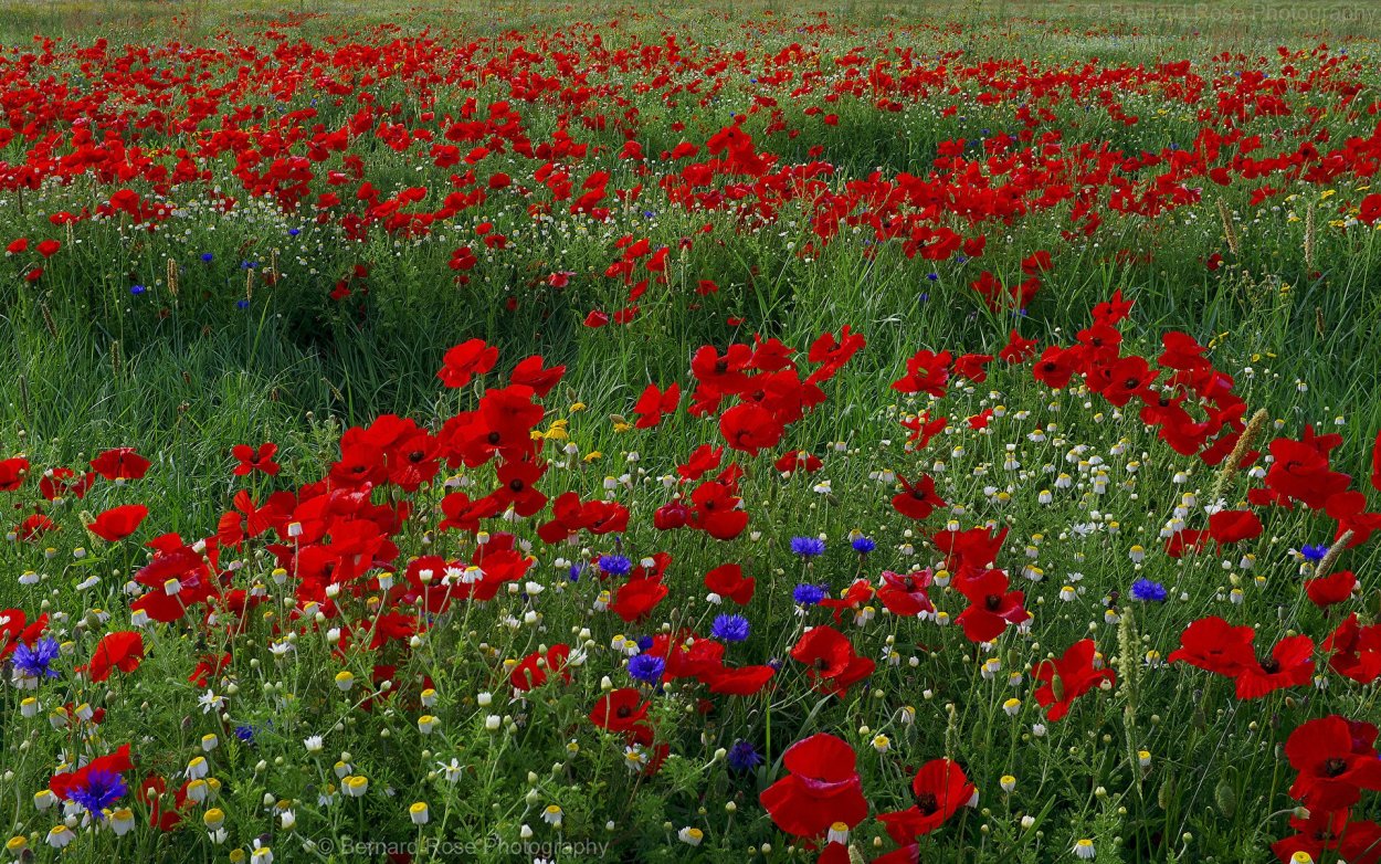 Лола кизгалдок поля