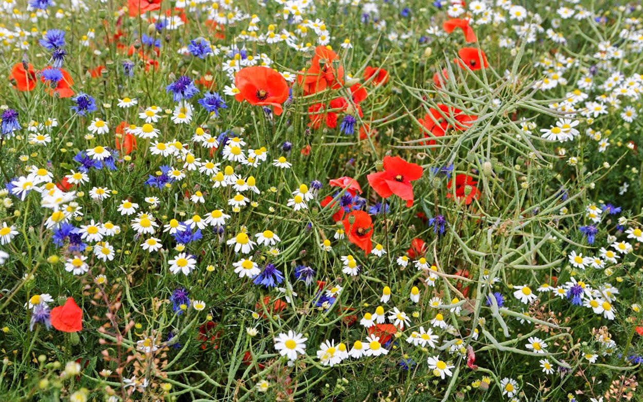 Мак полевой Василек