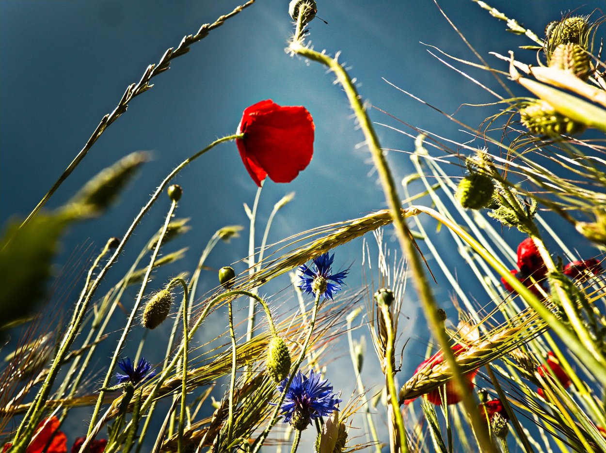 Маки и колоски