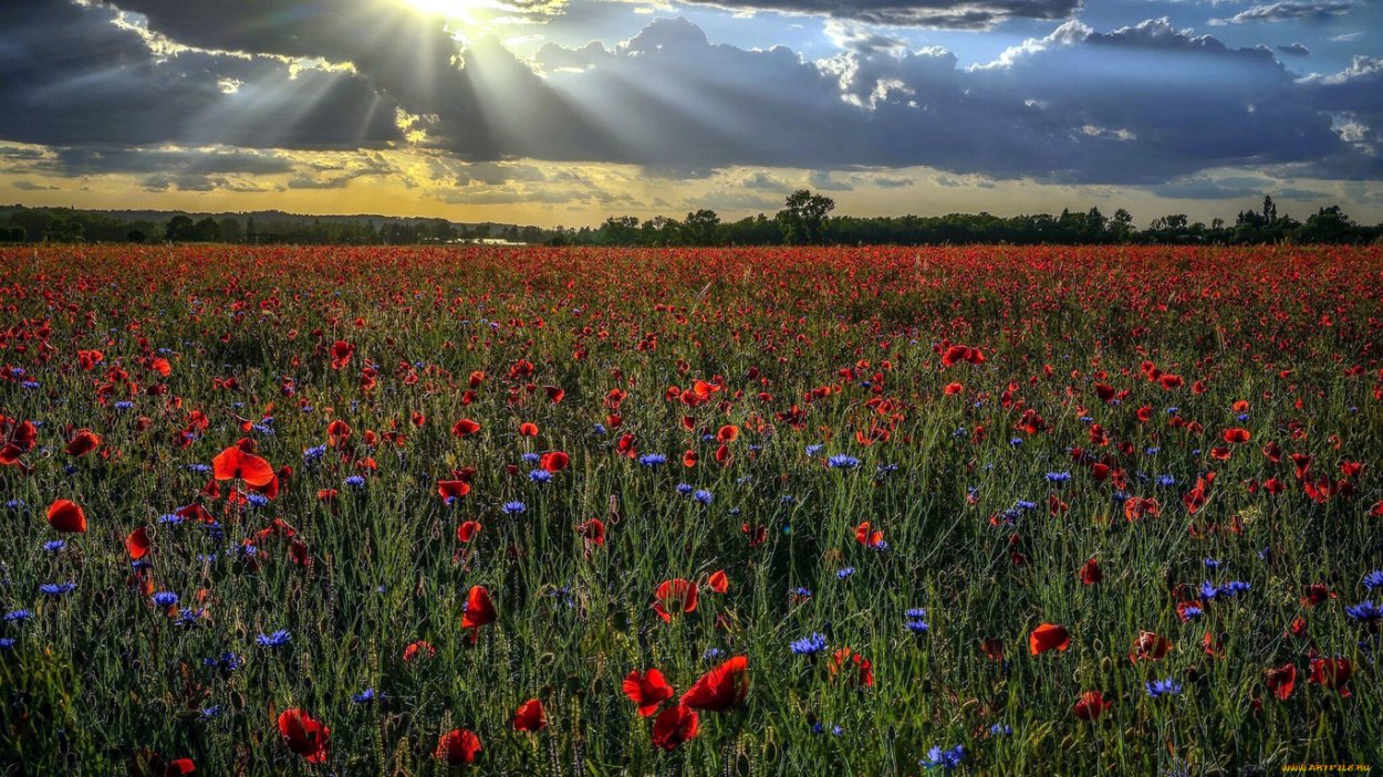 Природа поле дерево васильки маки перспектива