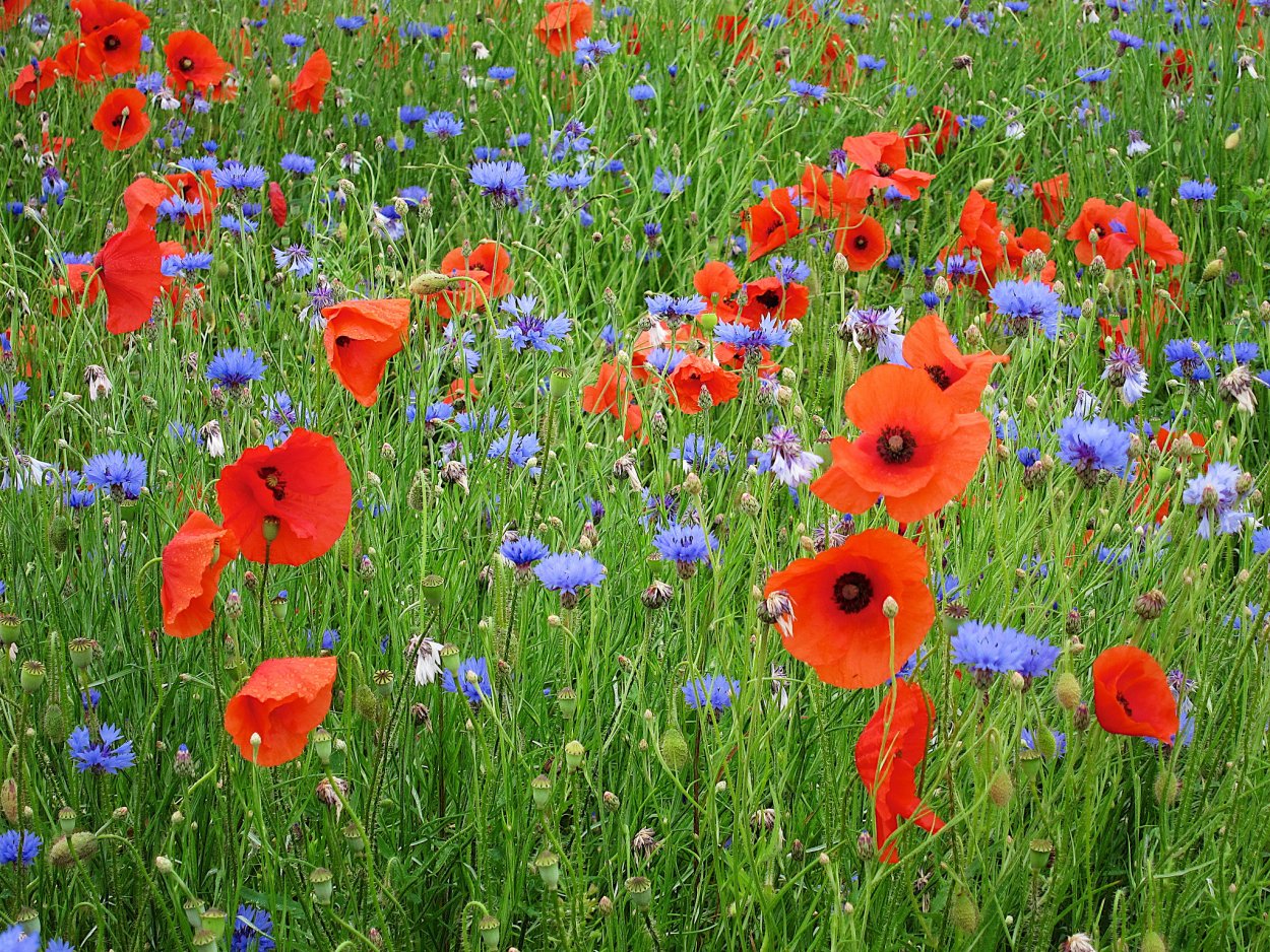 Маковые поля в Крыму