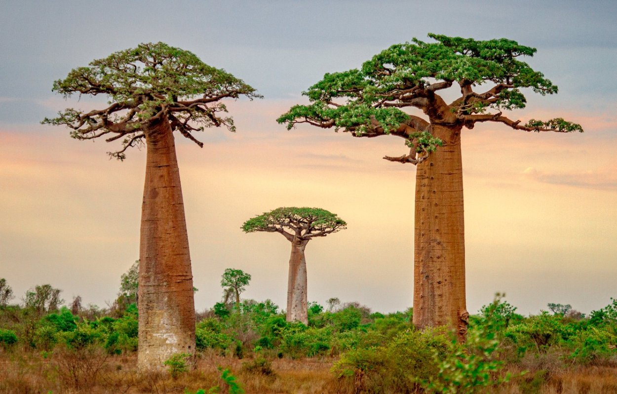 Adansonia digitata баобаб Адансония пальчатая