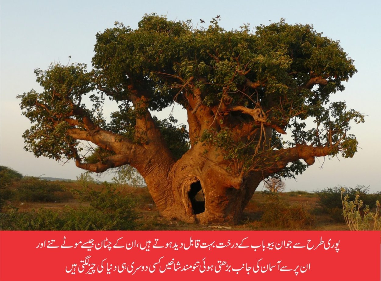 Adansonia digitata баобаб Адансония пальчатая