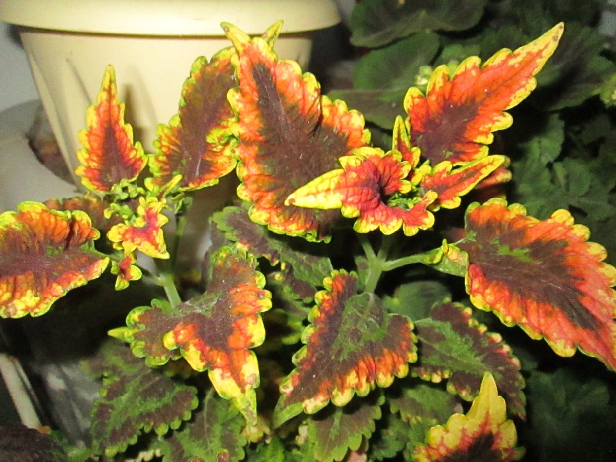 Колеус Марипоза