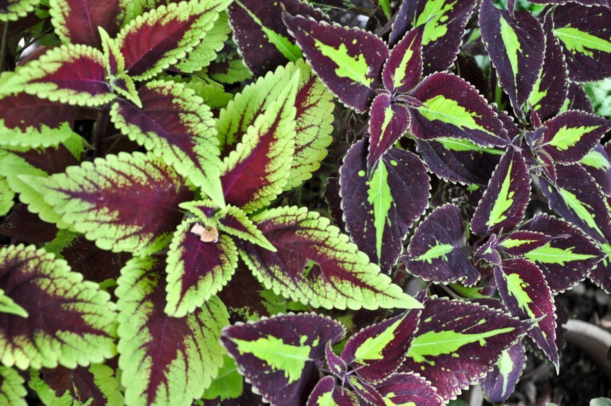 Колеус Coleus Kingswood Torch
